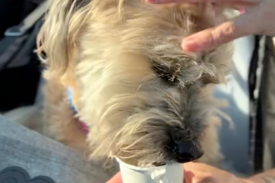 Leckerli und Streicheleinheit: Taco hat seit der stressigen Situation viel Extra-Liebe erhalten.