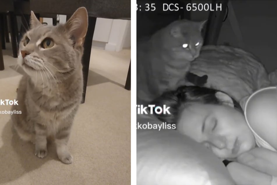 Frau filmt sich beim Schlafen: Was ihre Katze um drei Uhr nachts macht, rührt so viele