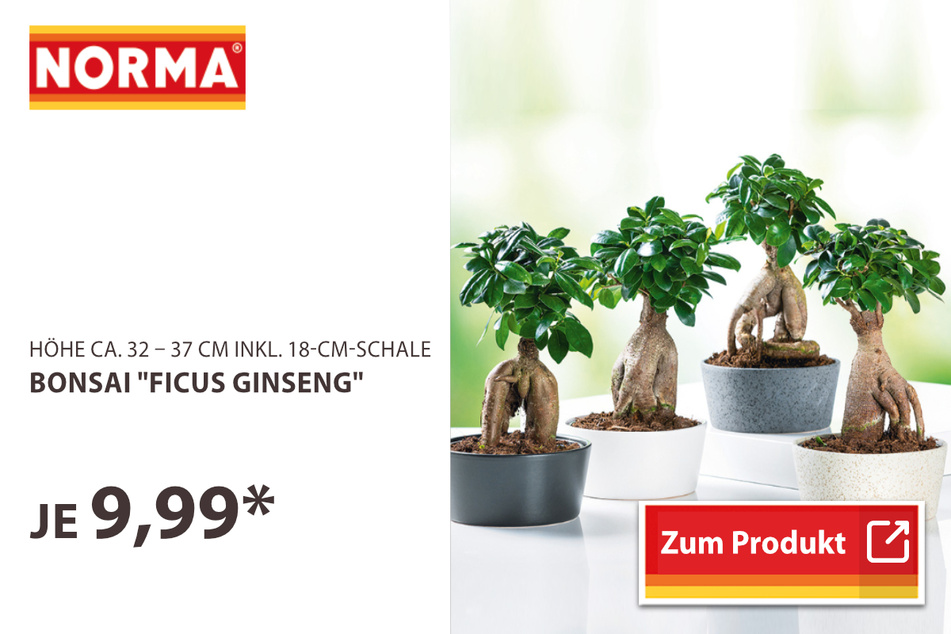 Bonsai "Ficus Ginseng"