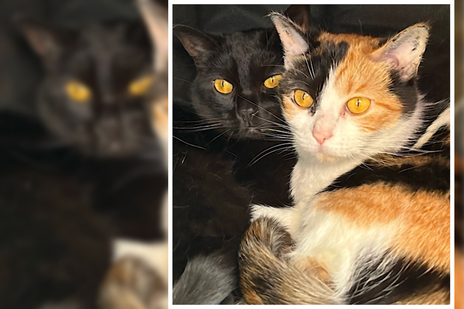 Balu (l.) und Fibi kamen ins Tierheim, weil ihre vorherigen Menschen eigentlich keine Katzen in der Wohnung halten durften und Nachbarn sich deshalb beschwert hatten.