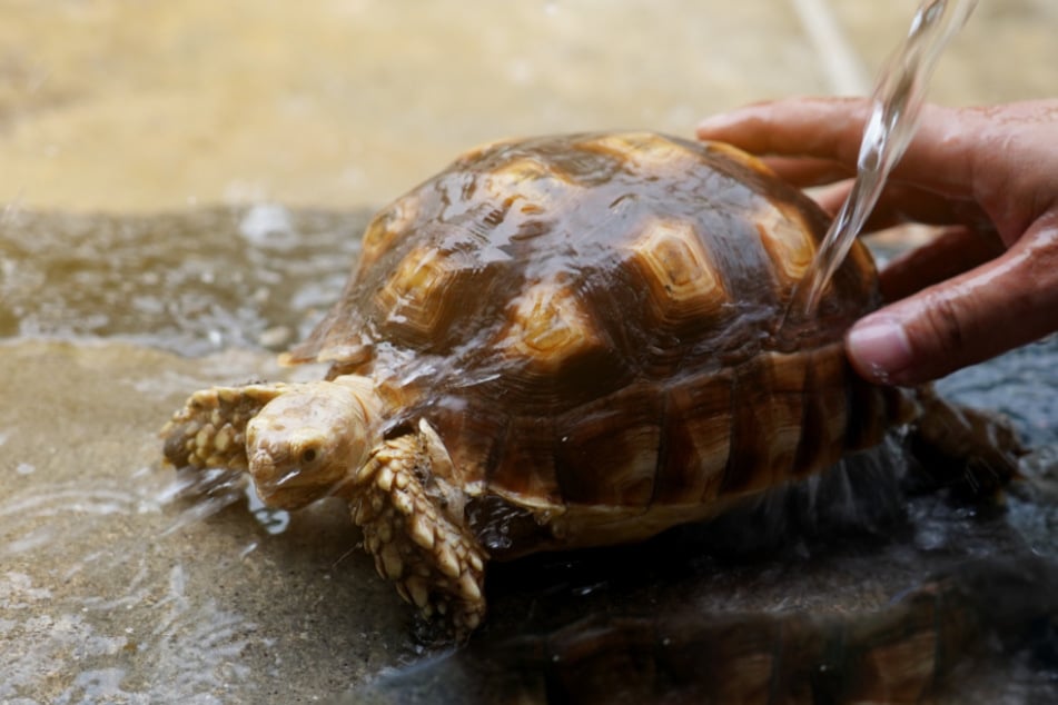 Schildkröten baden: Nicht zwangsläufig nötig, oder?