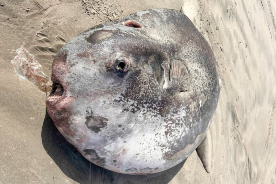 Der gefundene Mondfisch soll etwa 2,2 Meter groß sein.