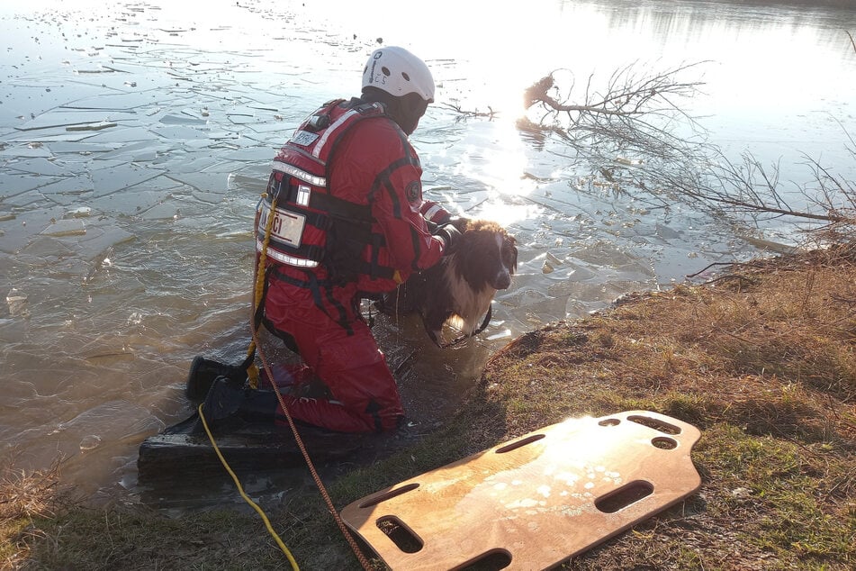 Pes byl naštěstí zachráněn z ledové vody.