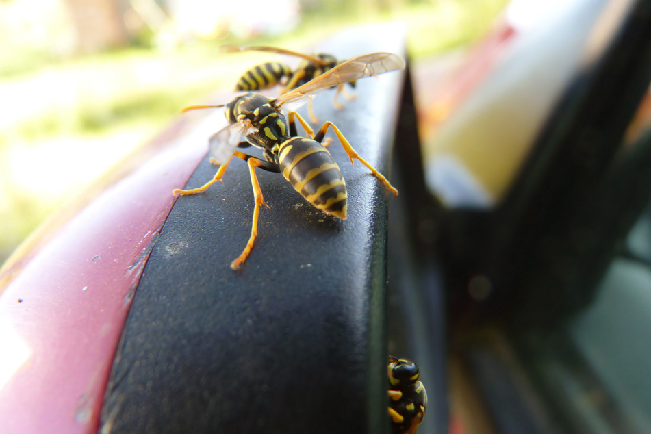 Insekten können sich schnell ins Innere eines Autos verirren. Dann sollte man vor allem Ruhe bewahren und auf keinen Fall in Panik geraden.