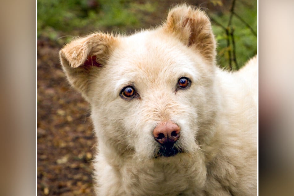 Hundemischling Albus (12) braucht Zeit, um sich an neue Menschen gewöhnen zu können.