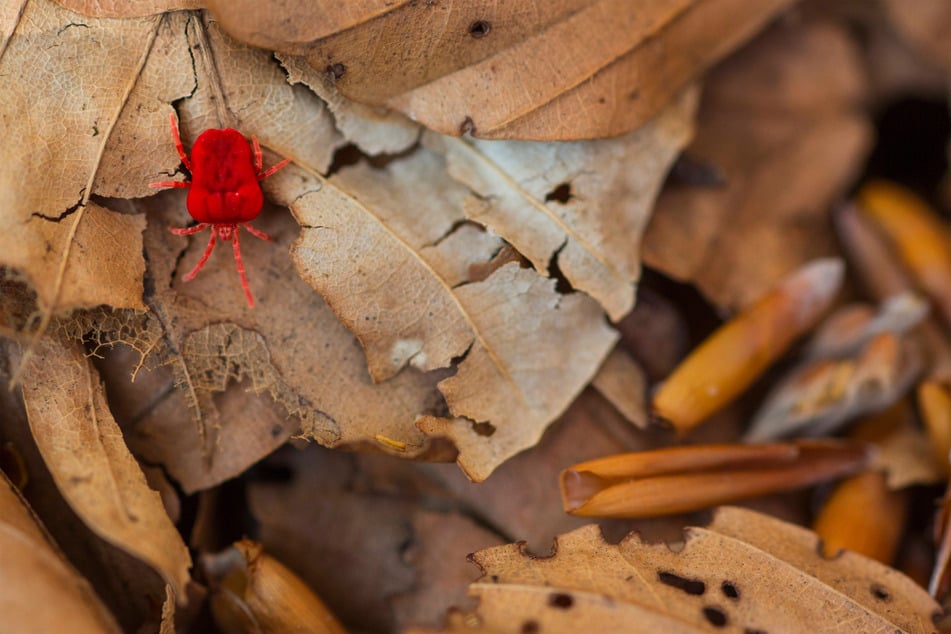 Red spider mites are not the cutest, and it aren't technically spiders.