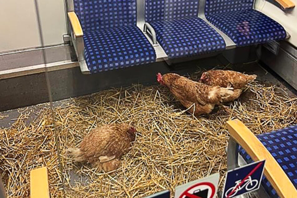Drei Hühner reisten in diesem Jahr als blinde Passagiere mit der Deutschen Bahn. Wer die Tiere in der S-Bahn zurückgelassen hatte, blieb unklar.