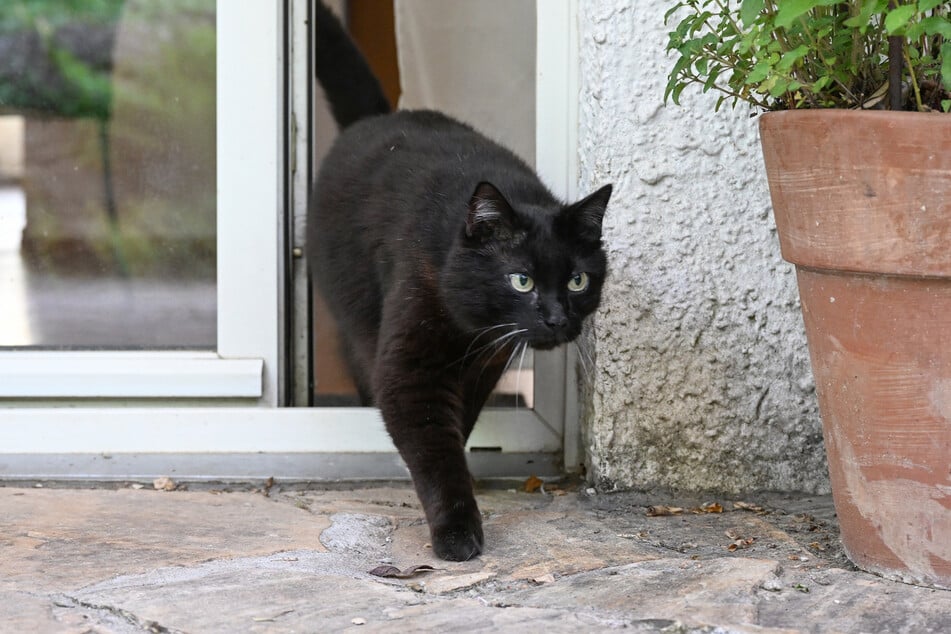 Eine schwarze Katze schleicht sanft aus einer Wohnung ins Freie.