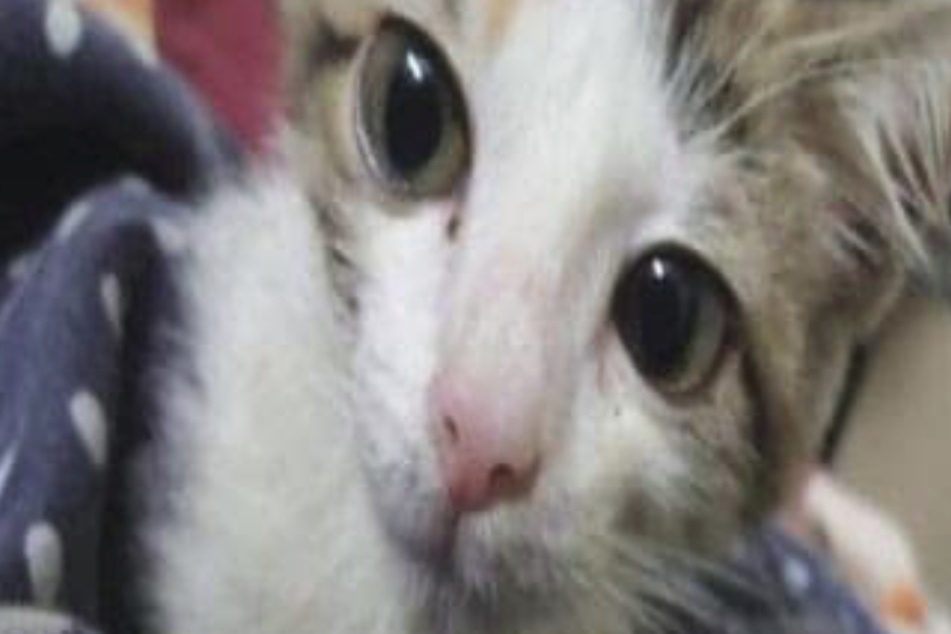 Dieses Bild veröffentlichten die Tierschützer.