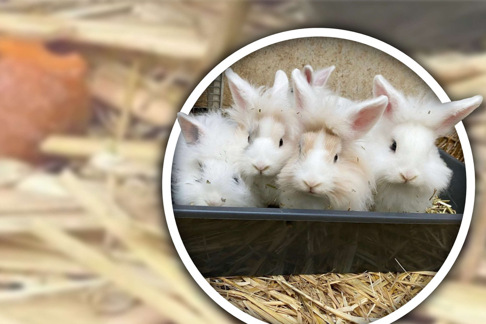 Fund-Kaninchen hatte es "buchstäblich in sich": So niedlich ist das Ergebnis