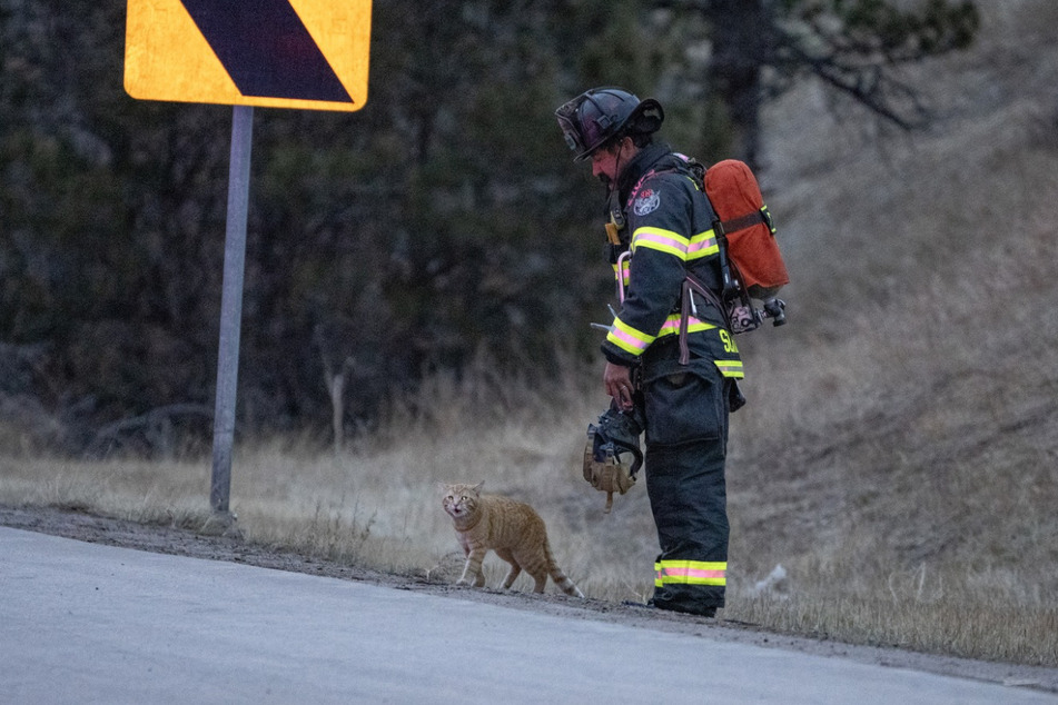 The cat quickly ran across the street at the scene of a highway accident in Colorado.