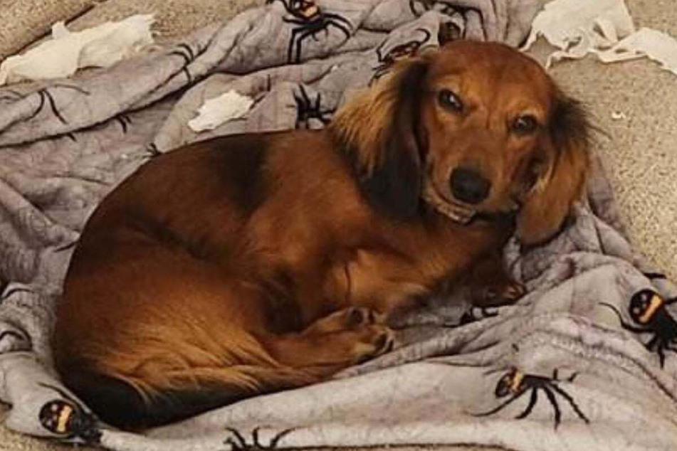 Dachshund greets his owner with an "evil" smirk – she quickly finds out why!