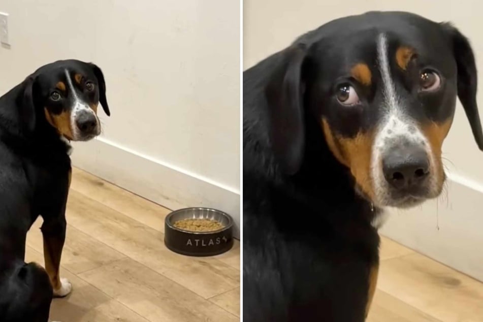 Dog sadly waits for go-ahead to eat after owners forget to "release him" in heartmelting clip