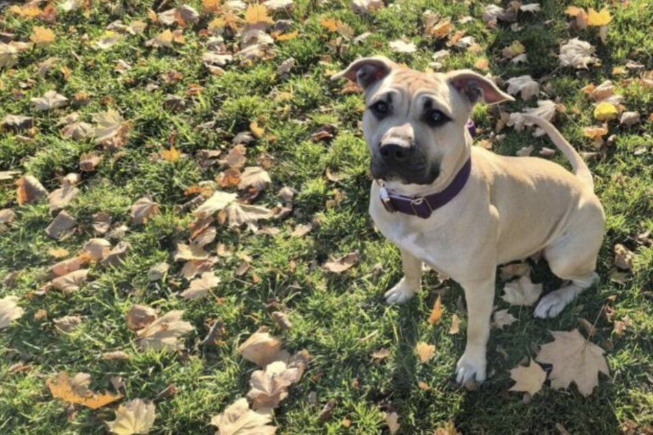 Lillie kam nach ihrem ersten Geburtstag ins Tierheim: Ist ihr Glück schon vorbei?