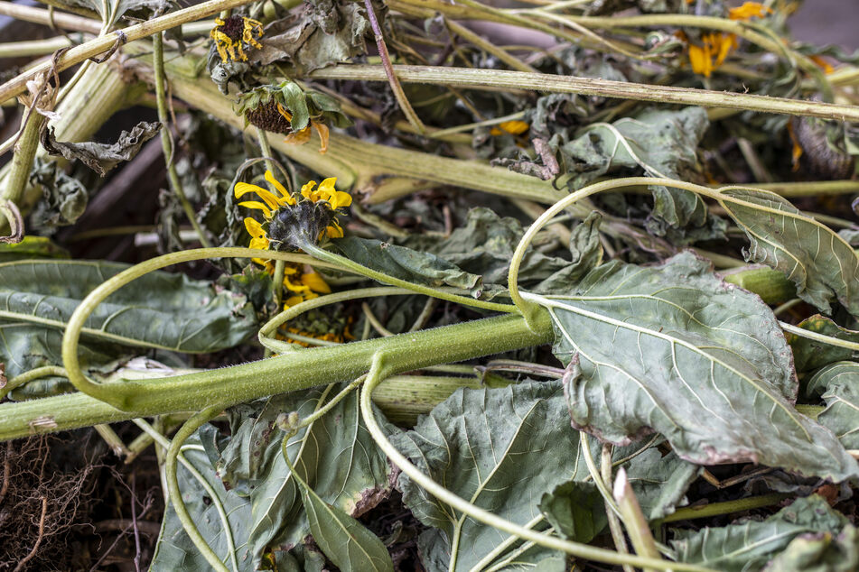 Die Randalierer zerstörten ein Beet, zertrampelten die Sonnenblumen.