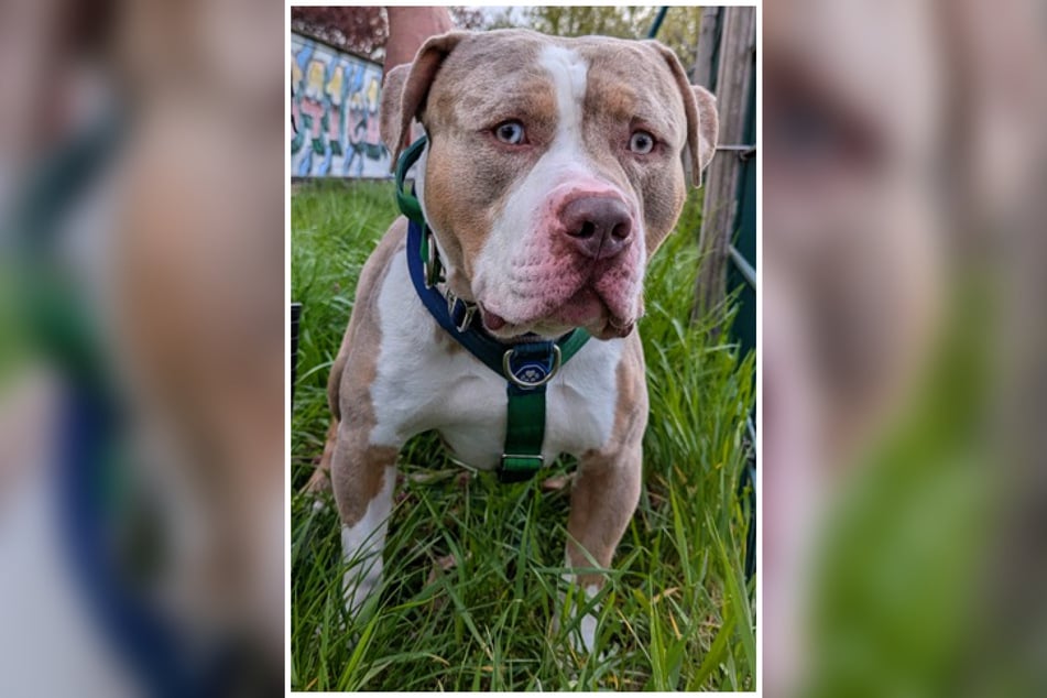 "Coast" ist ein Fundhund, über seine Vergangenheit ist also leider nichts bekannt.