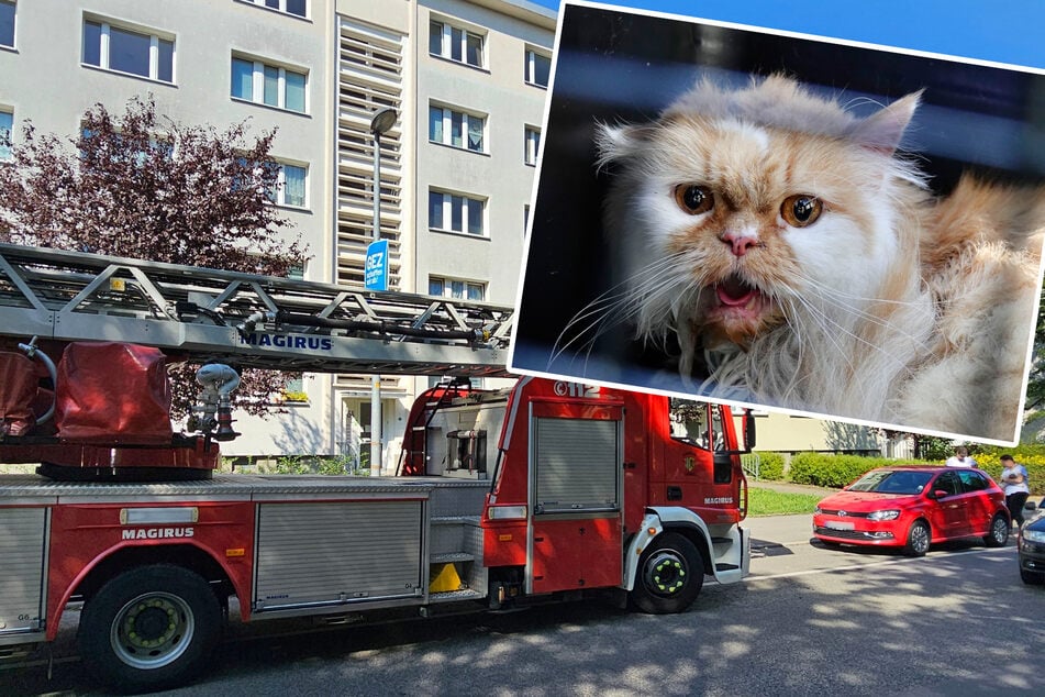 Chemnitz: Rettungsaktion in Chemnitz: Feuerwehr befreit ausgesperrte Katze