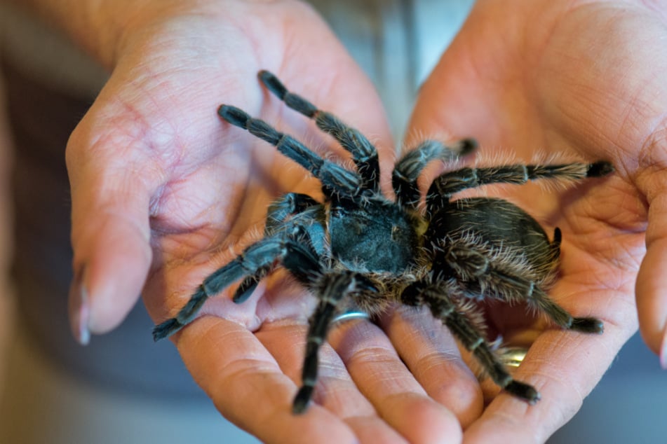 Schildkröte, Spinne und Co: Geschützte Tiere in hessischen Wohnungen