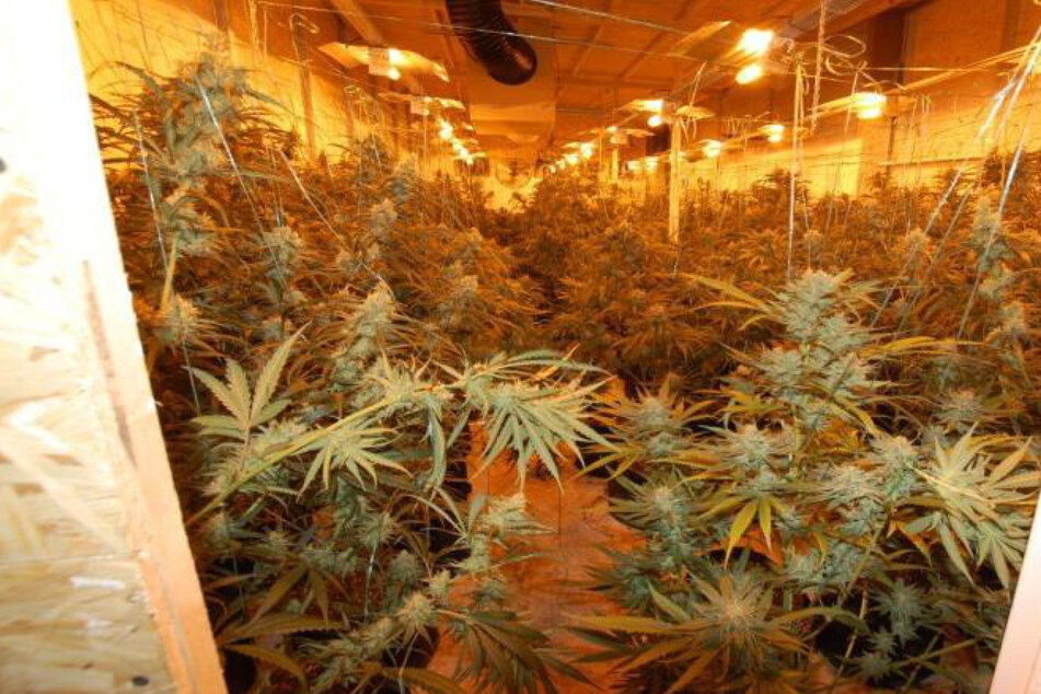 Spezialeinheit nimmt riesige Cannabis-Plantage in 500-Seelen-Ort hoch