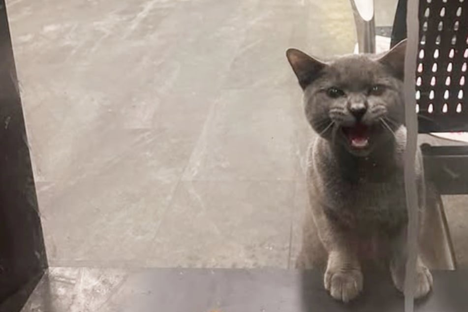 Tierschützerin soll Katze retten: Als sie hört, wo genau, stockt ihr der Atem