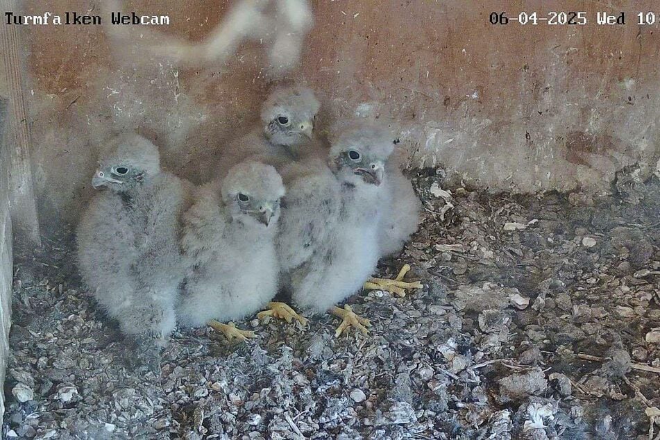 Die in der letzten Maiwoche geschlüpften kleinen Vogelbabys haben aktuell noch helle Daunen.