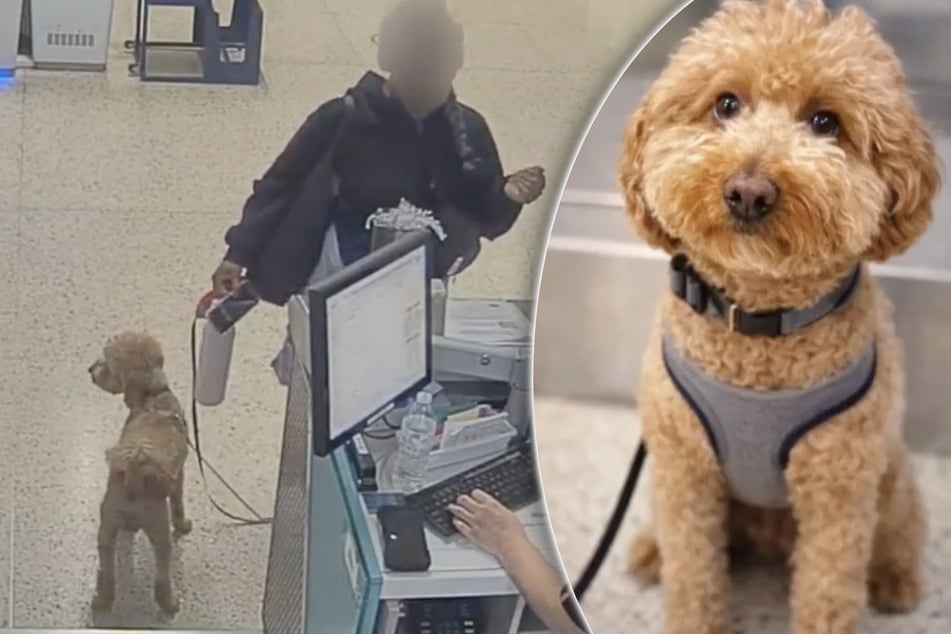 Mujer quiso viajar con su perro: lo que hace después rompe corazones.