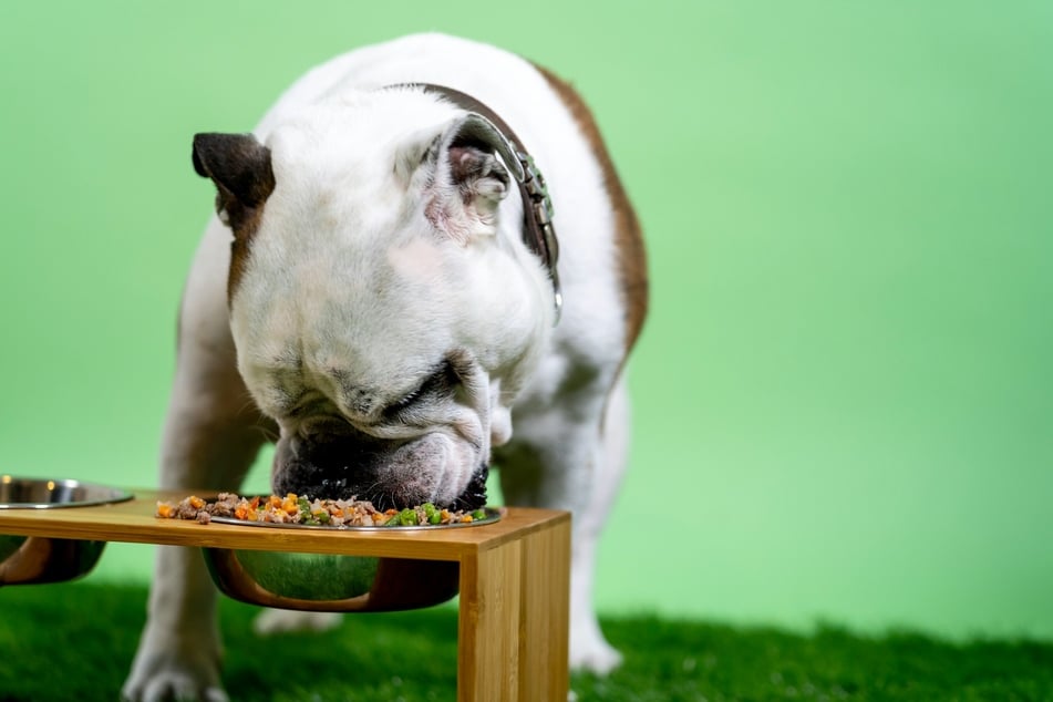 Big or particularly muscular dogs generally need to eat more.