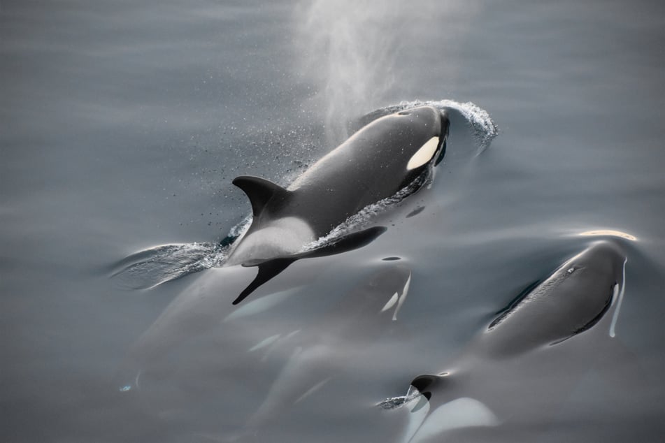 Orcas, known to many as killer whales, are the biggest dolphin species in the world.