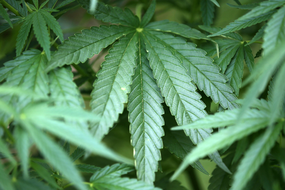 Ein Rentner hatte in einer Kleingartenanlage illegalerweise Cannabis angebaut. (Symbolbild)