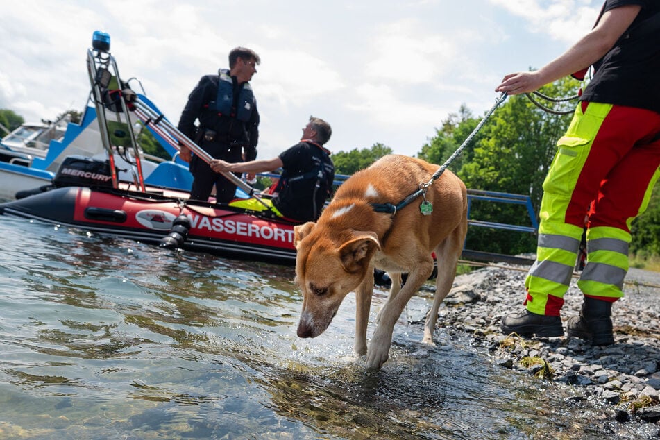 Bei der Suche kamen auch Rettungshunde zum Einsatz.