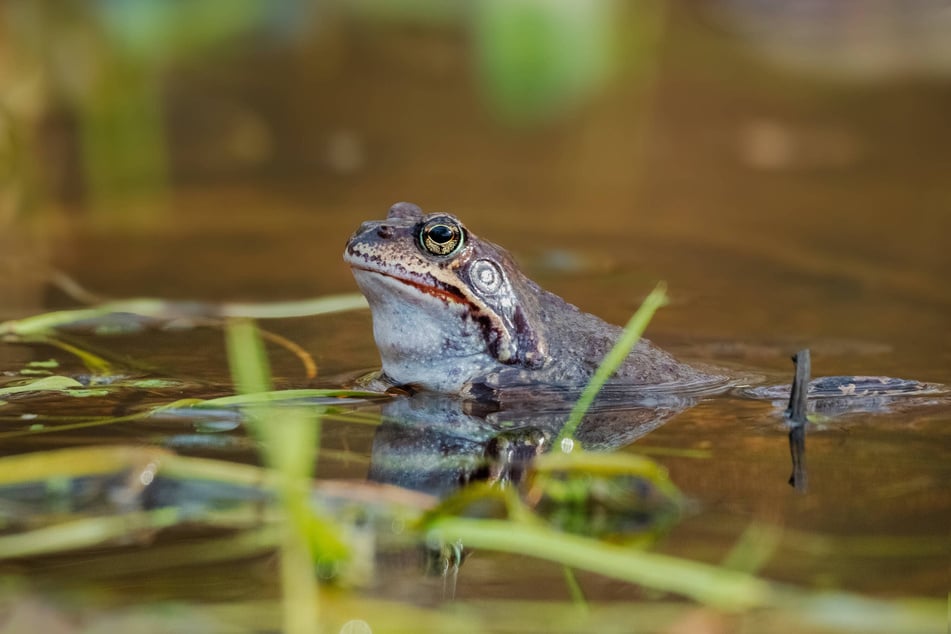 Auch die Grasfrösche müssen von Naturschützern erst umgesiedelt werden, ehe an der Reicker Straße gebaut werden kann.
