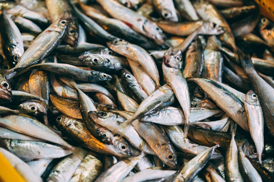 Häufig werden Fische, die sonst niemand will, zu Fischmilch weiterverarbeitet. (Symbolbild)