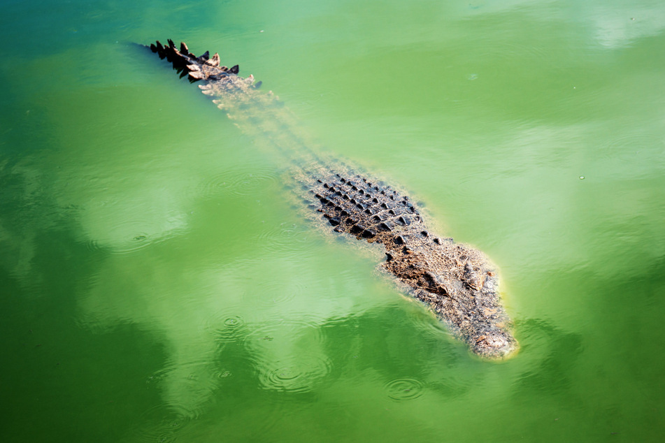 Das Krokodil hatte sich an die Nähe zum Menschen gewöhnt - mit fatalen Folgen. (Symbolbild)