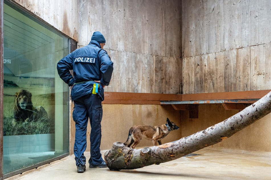 Ein Sprengstoffspürhund der bayerischen Polizei trainiert in einem Löwengehege des Tierparks Straubing.