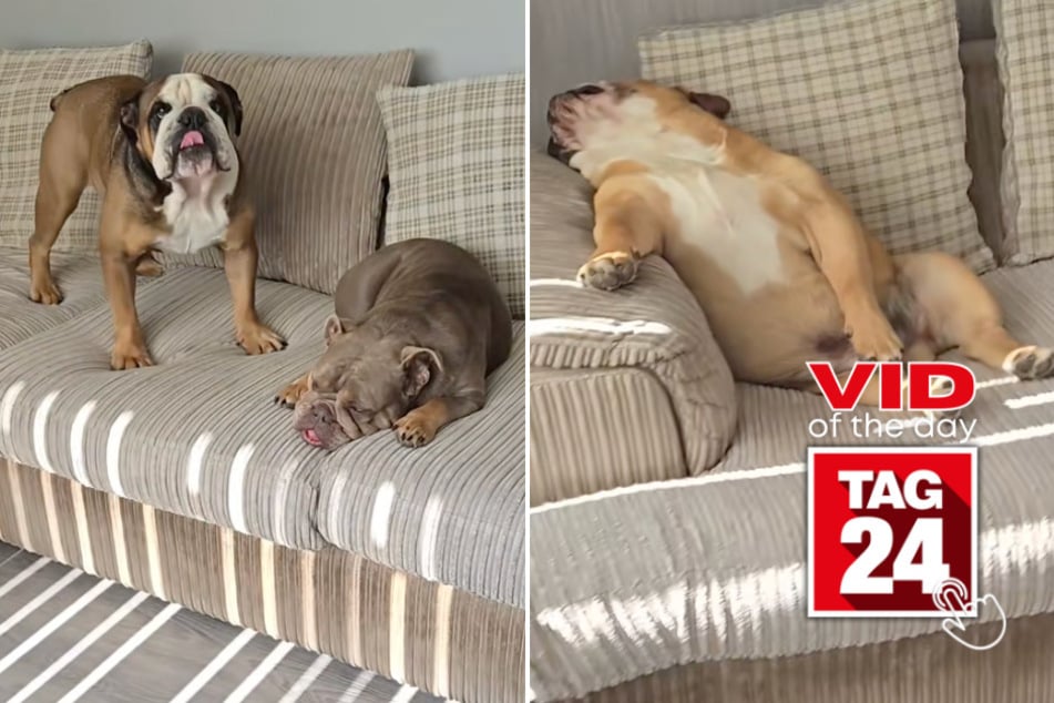 viral videos: Viral Video of the Day for September 7, 2025: Bulldogs go from total nap mode to chaos in seconds