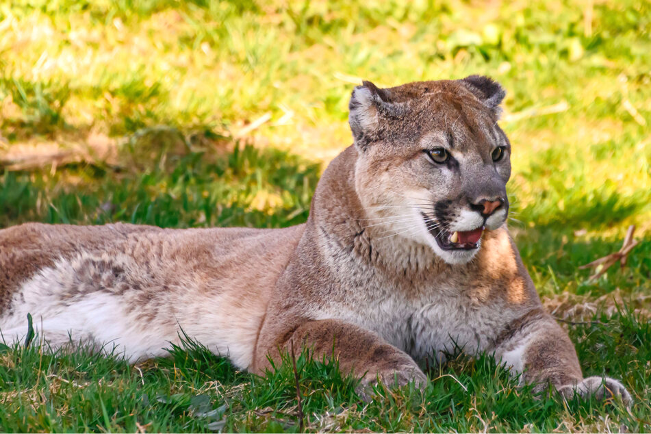 An eigh-year-old boy survived an attack by a wild cougar while he and his mother were camping near Lake Angeles in Washington state.