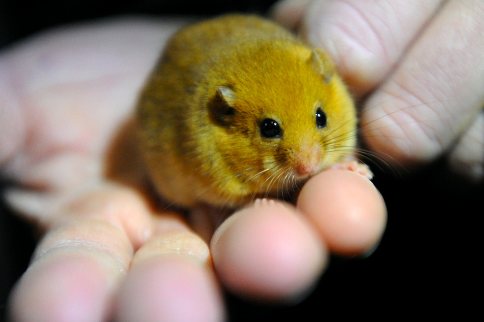 Eine kleine Haselmaus sitzt auf einer Hand. Die Tiere sind streng geschützt.