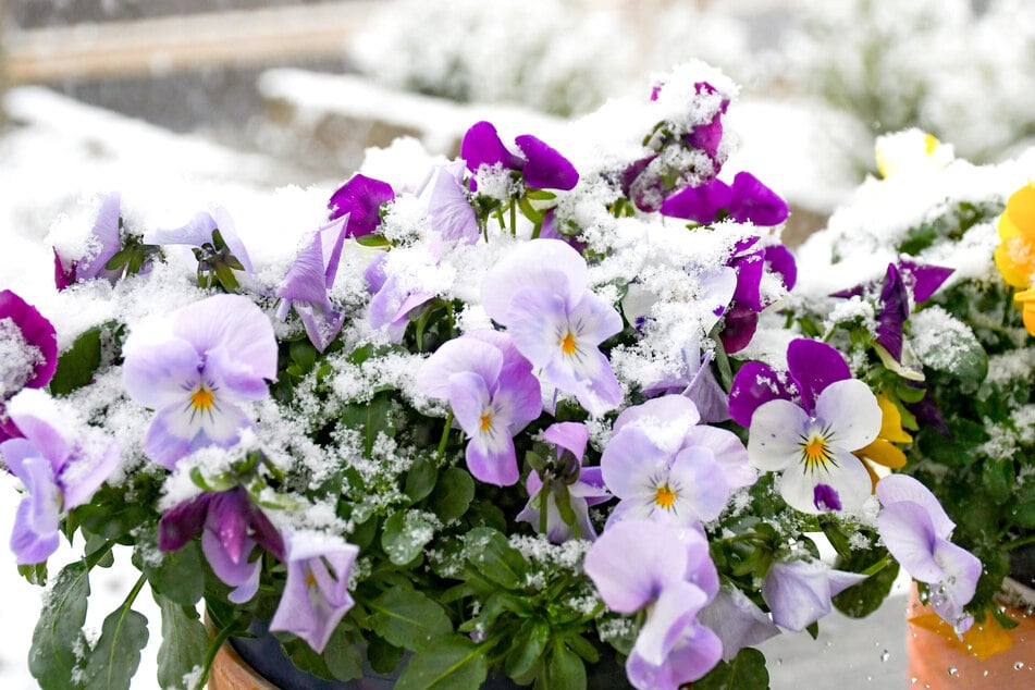 Neben der Christrose sind viele Sorten der Winterveilchen klassische winterblühende Balkonpflanzen.