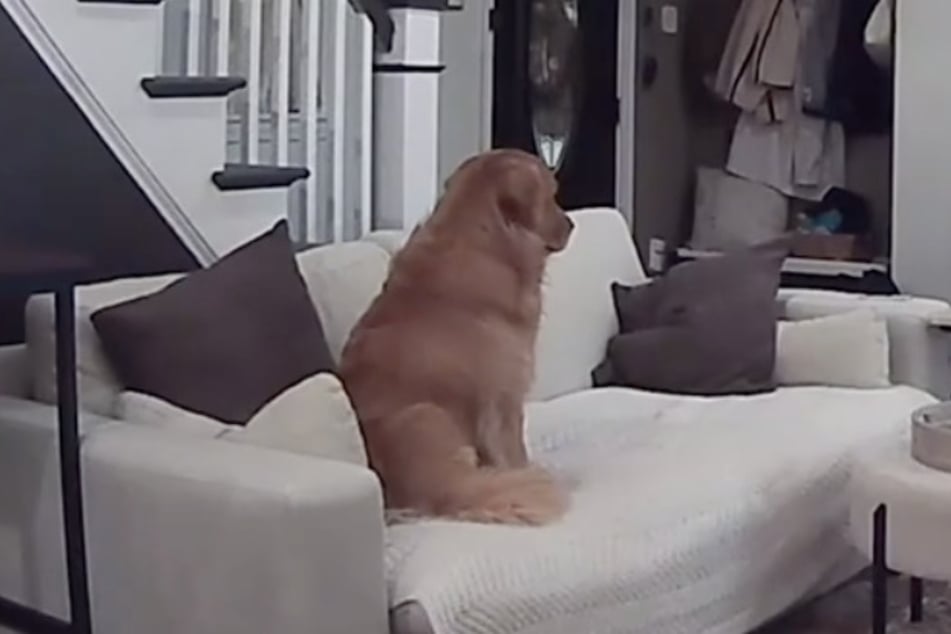 Der Golden Retriever schaut traurig ins Nichts.