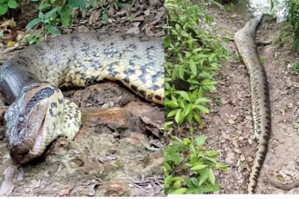 The anaconda was found dead shortly after its discovery, and the cause of death is still unclear.