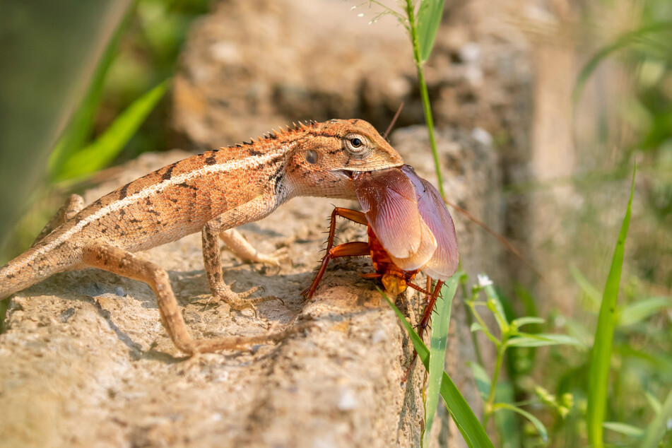 You can name a cockroach after your ex for some Kafka-esque revenge.