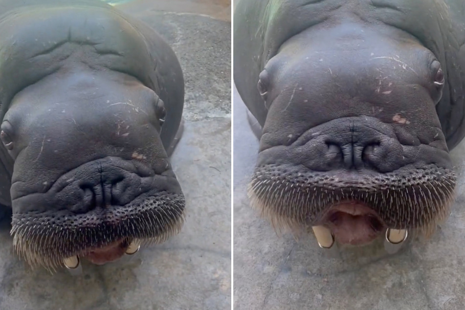 This walrus at the Point Defiance Zoo &amp; Aquarium has an astonishing vocal range!