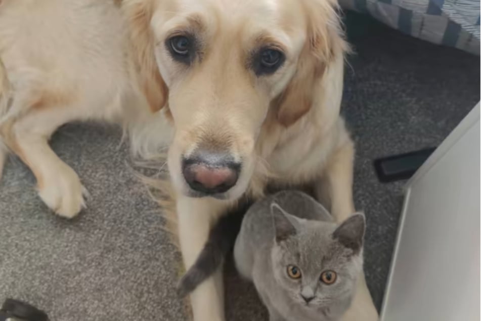 Golden-Retriever-Dame Lucie und Katze Kevin sind in Wahrheit ein Herz und eine Seele.