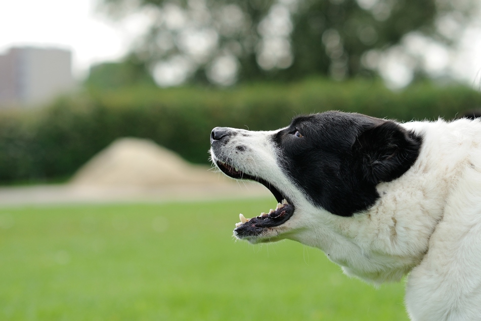 Erst Hund attackiert, dann Herrchen: Doppelter Angriff in Halle