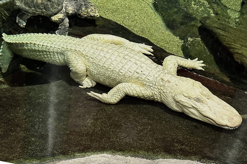 Trauer um weltberühmten Albino-Alligator