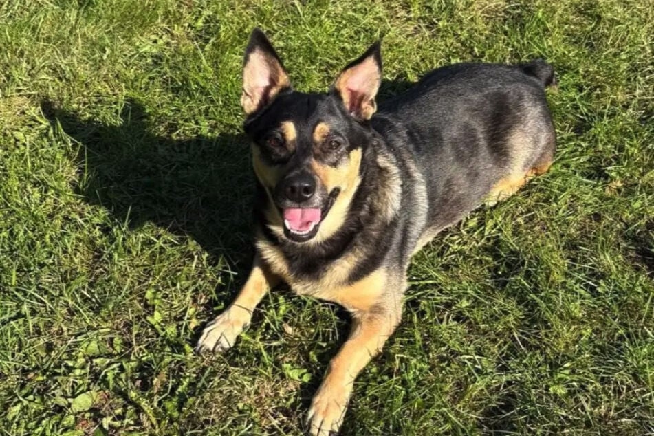 Rocky se také snáší s ostatními psy.