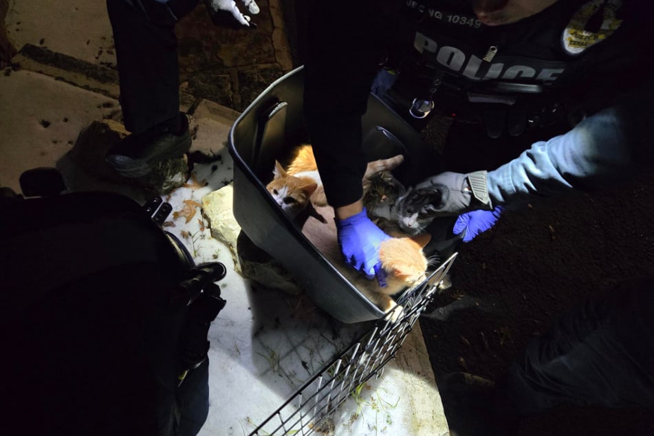 Herbeigerufene Polizisten kümmerten sich um die Kätzchen und brachten sie in ein Tierheim.