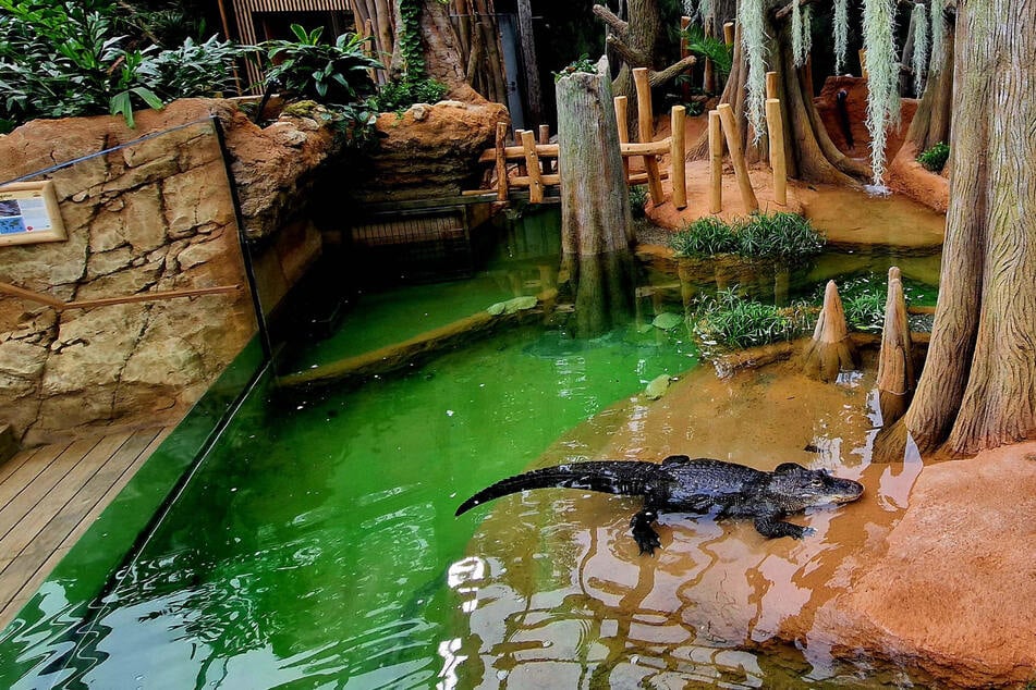 Endlich ist es so weit: Leipziger Zoo hat ein nagelneues Terrarium