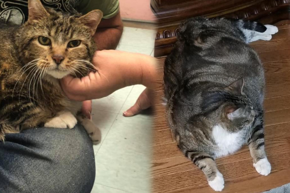 Rescued cat is so fat that shelter staff could only think of one name to give it