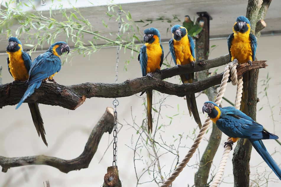 Unter andrem die Blaukehlaras sind schon da und erkunden das neue Revier.